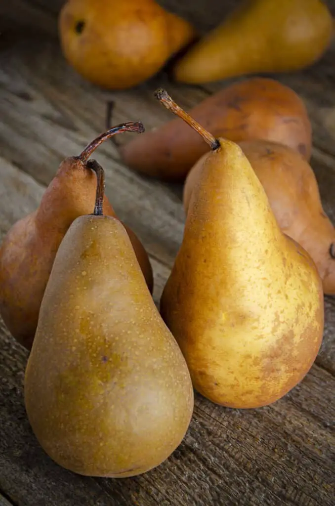 Golden, red and brown Bosc variety pears sit upright on a wooden table.